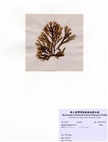 藏品(厚緣藻)的圖片